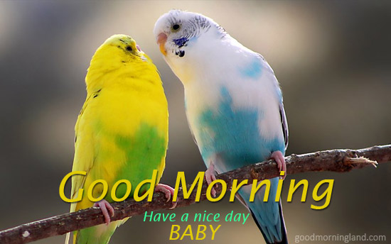 Good Morning Baby Image With Birds For Lovers Him Or Her 2017 Good Morning Images, Quotes, Wishes, Messages, greetings & eCards